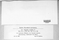 Image of Typhula candida